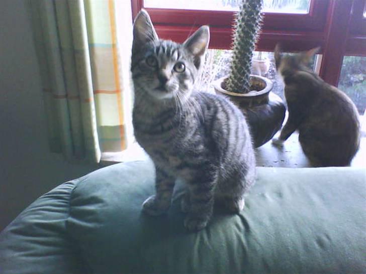 Huskat Striber R.I.P bedste kat i verden billede 13