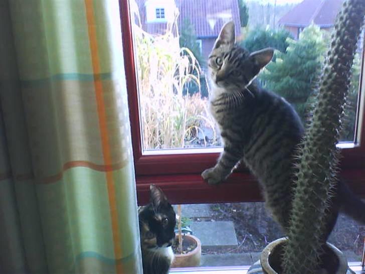 Huskat Striber R.I.P bedste kat i verden billede 14