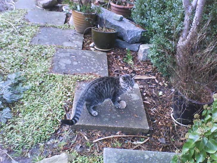 Huskat Striber R.I.P bedste kat i verden billede 17