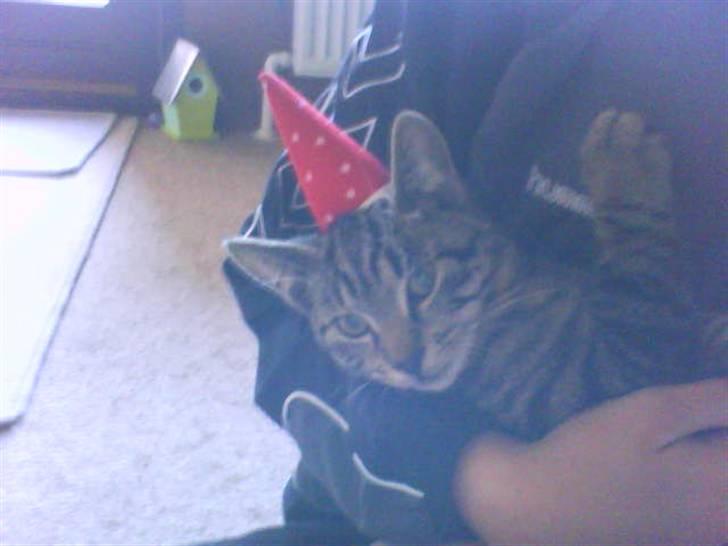 Huskat Striber R.I.P bedste kat i verden billede 18