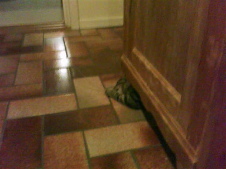 Huskat Striber R.I.P bedste kat i verden billede 19