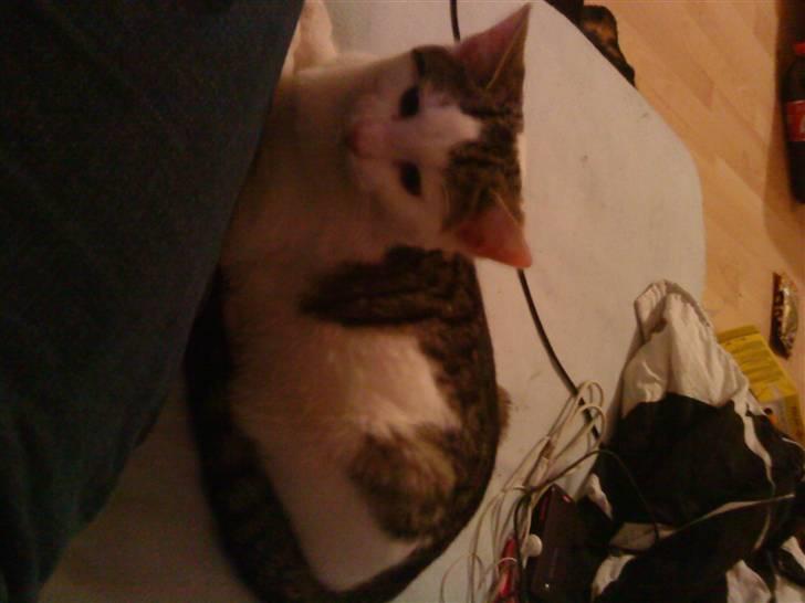 Huskat Sander (min venindes nu) - ligger lige sammen med mor billede 2