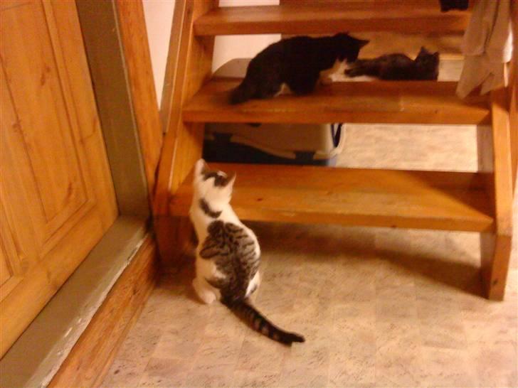 Huskat Sander (min venindes nu) - jeg tager lii en pause billede 6