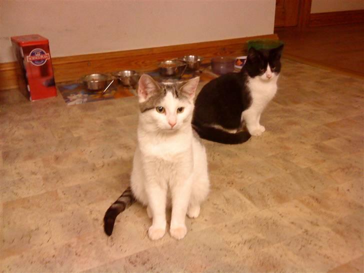 Huskat Sander (min venindes nu) - mig & søs billede 9