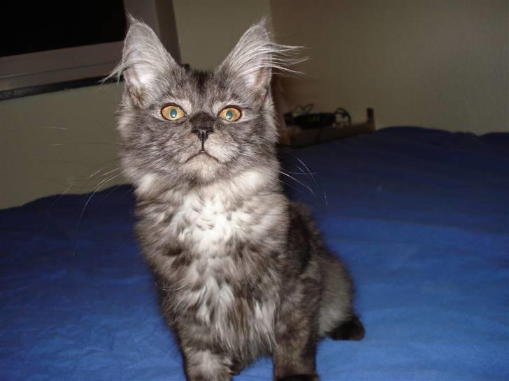 Maine Coon Emma billede 1