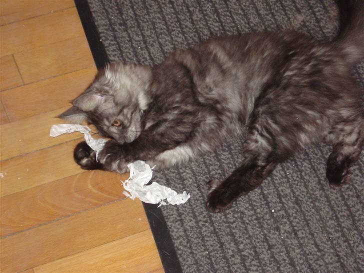 Maine Coon Emma billede 2