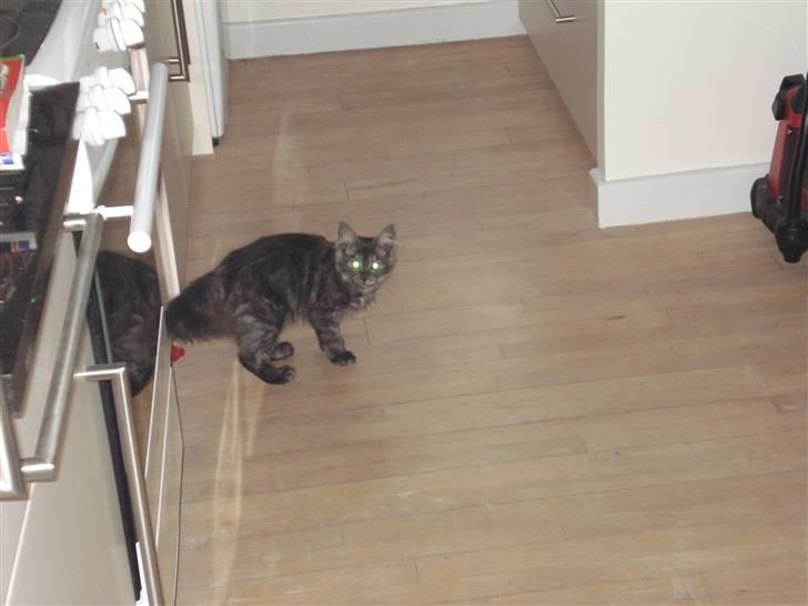 Maine Coon Emma billede 3