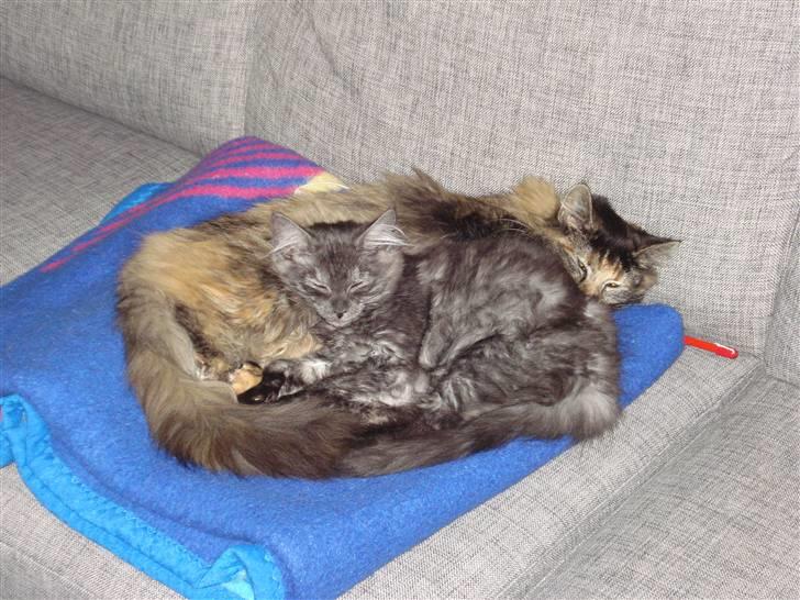 Maine Coon Emma billede 4