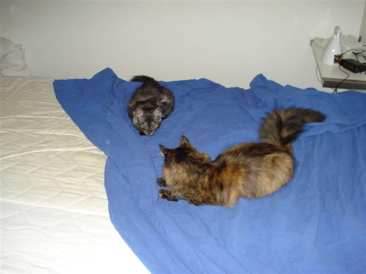 Maine Coon Emma billede 5