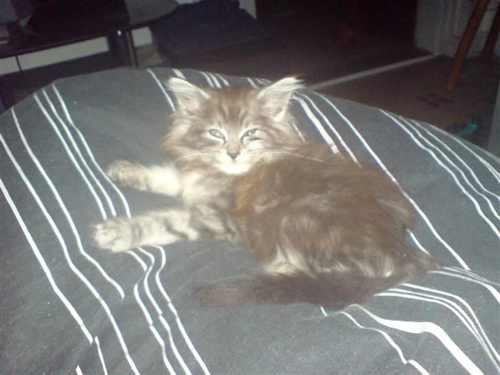 Maine Coon Bølle Bob billede 7