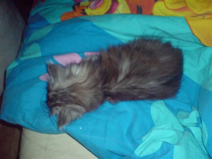 Maine Coon Bølle Bob billede 8