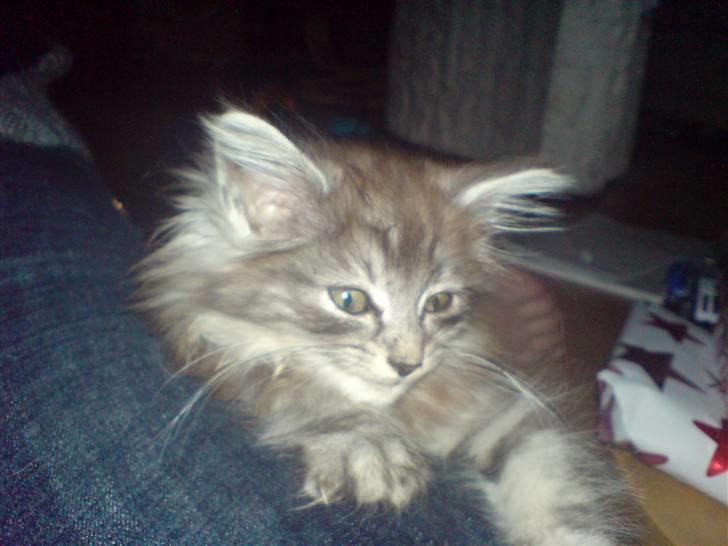 Maine Coon Bølle Bob billede 9