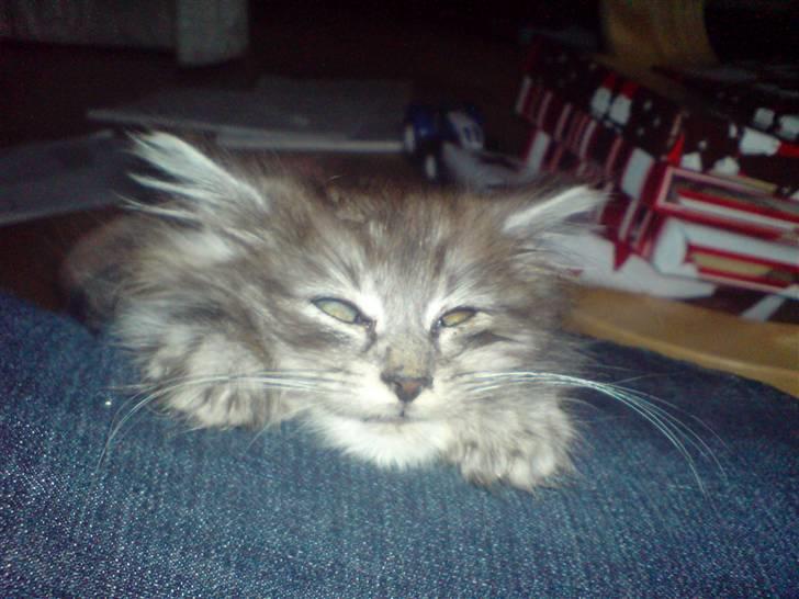 Maine Coon Bølle Bob billede 10