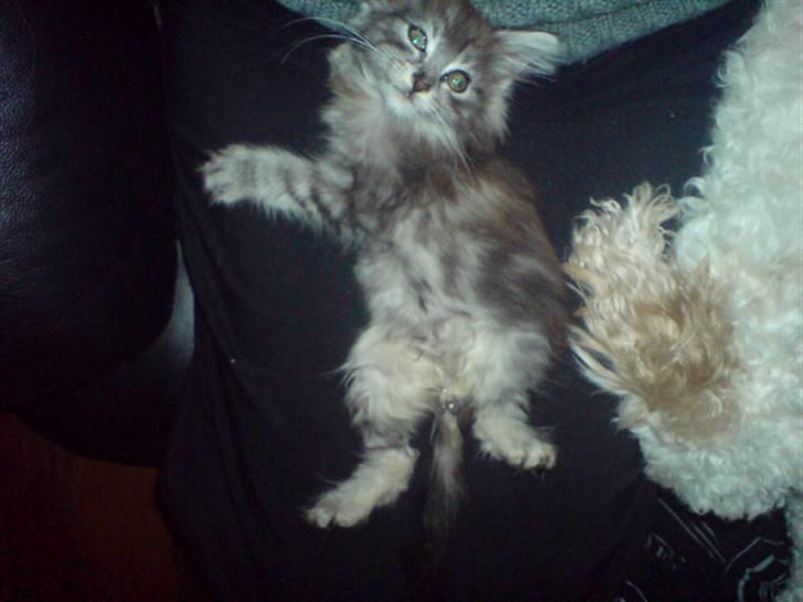 Maine Coon Bølle Bob billede 11