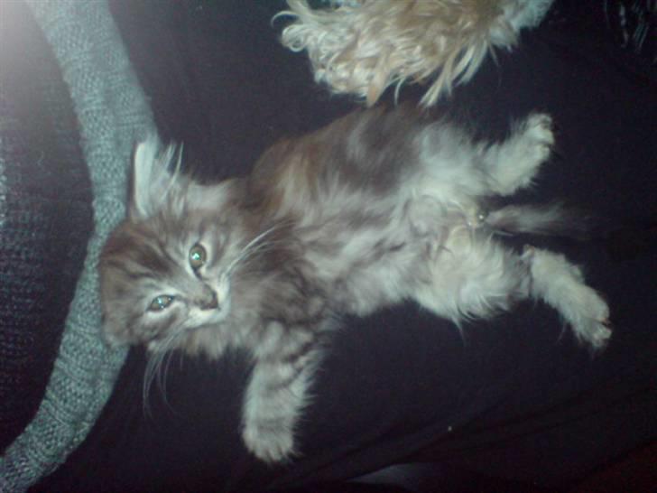 Maine Coon Bølle Bob billede 12