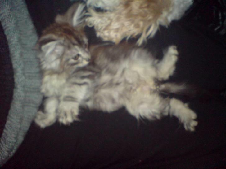 Maine Coon Bølle Bob billede 13