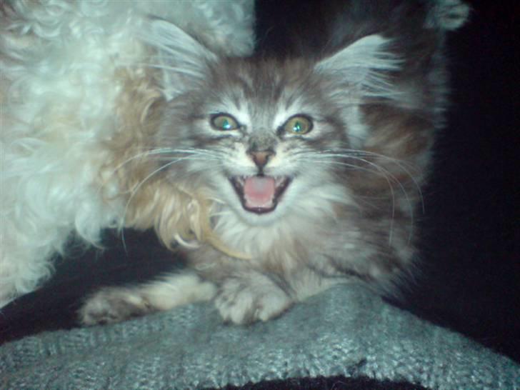 Maine Coon Bølle Bob billede 14