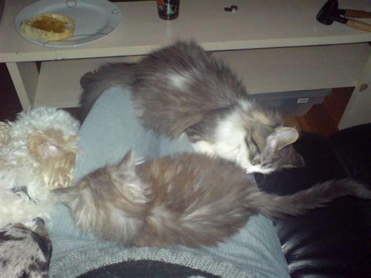 Maine Coon Bølle Bob billede 15