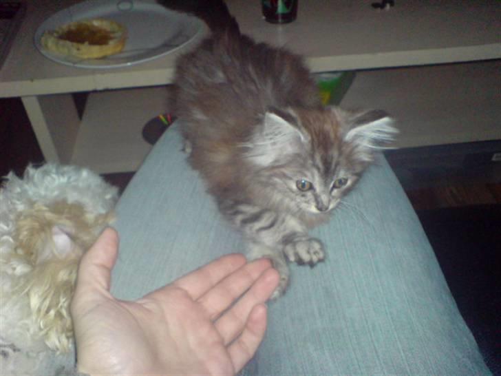 Maine Coon Bølle Bob billede 16