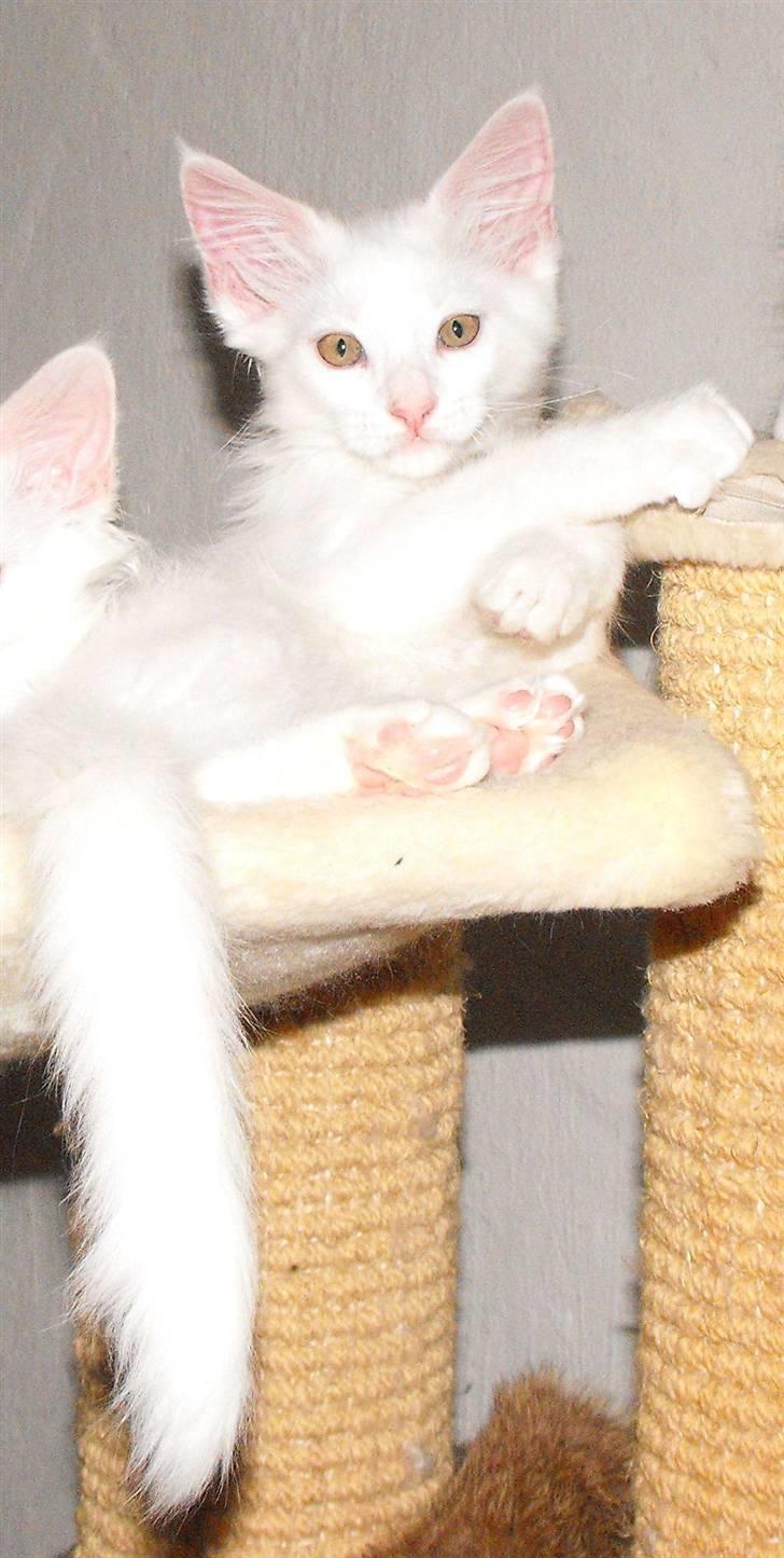 Maine Coon CH.SnowAngels Cassiopeia R.I.P billede 9