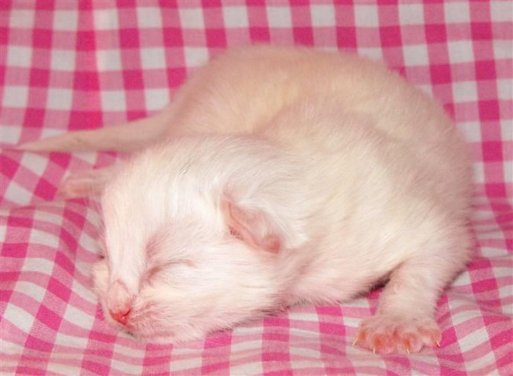 Maine Coon CH.SnowAngels Cassiopeia R.I.P billede 10