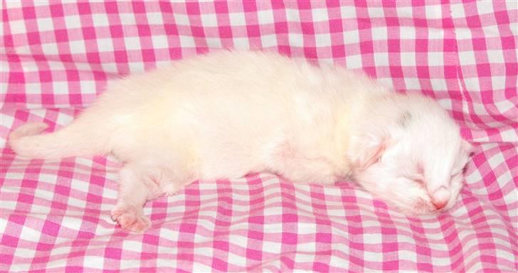 Maine Coon CH.SnowAngels Cassiopeia R.I.P billede 11