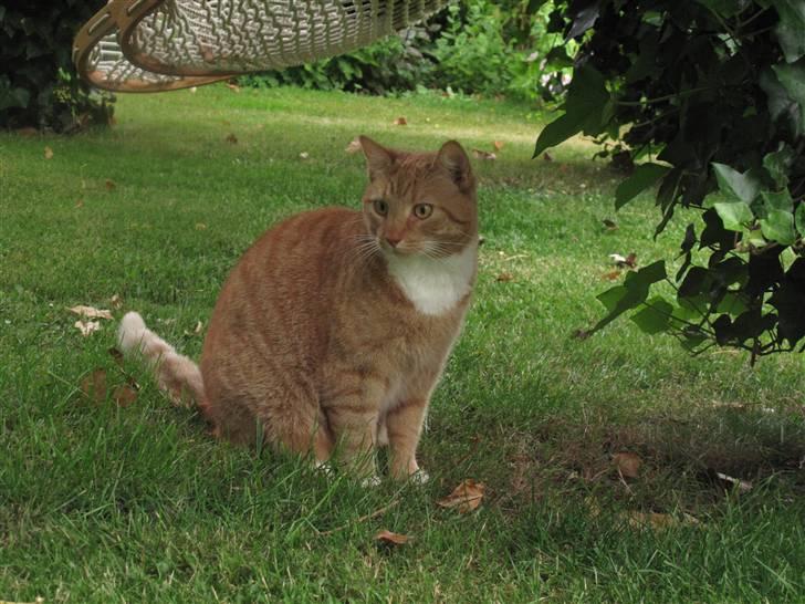 Huskat Donna. - DONNA! - Sommer 2010 :-) billede 13