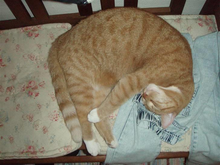 Huskat Donna. - Den dejlige kat!<3 billede 14