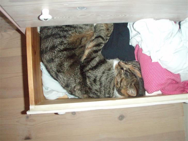 Huskat Gucci * Mor til dem alle* - INDVADEING, i Victoria komode (:<3 HAHA billede 10