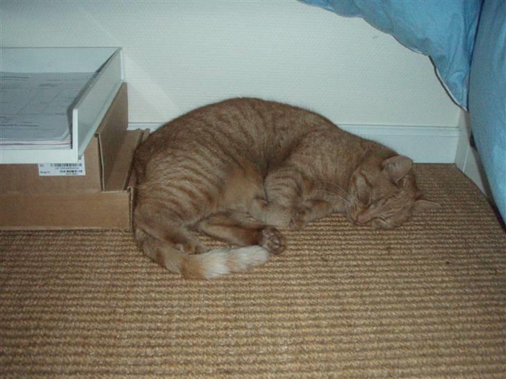 Huskat Leonora. - Leonora<3 billede 8