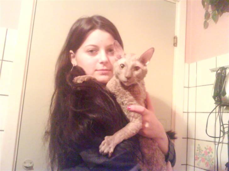 Cornish Rex Bamsekats Anton Berg billede 6