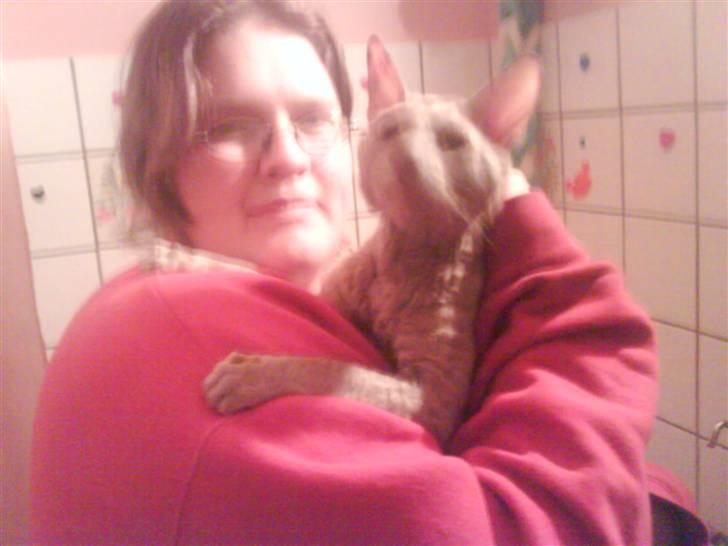 Cornish Rex Bamsekats Anton Berg billede 7