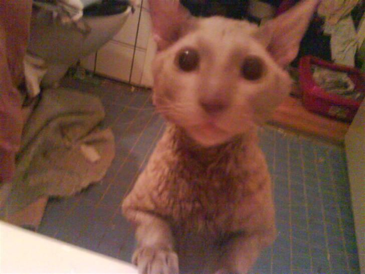 Cornish Rex Bamsekats Anton Berg billede 8