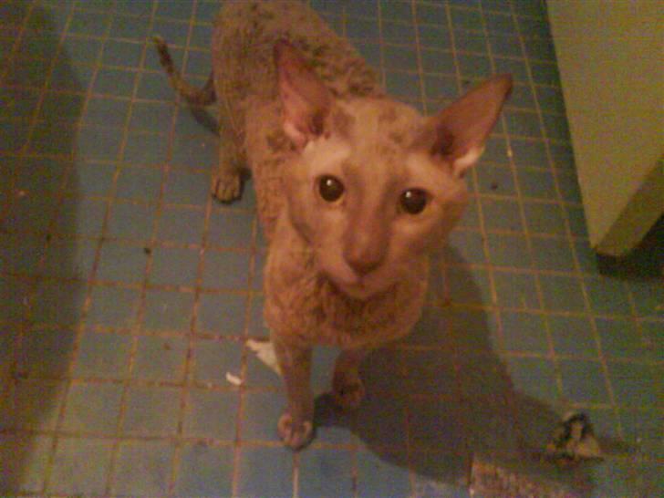 Cornish Rex Bamsekats Anton Berg billede 9
