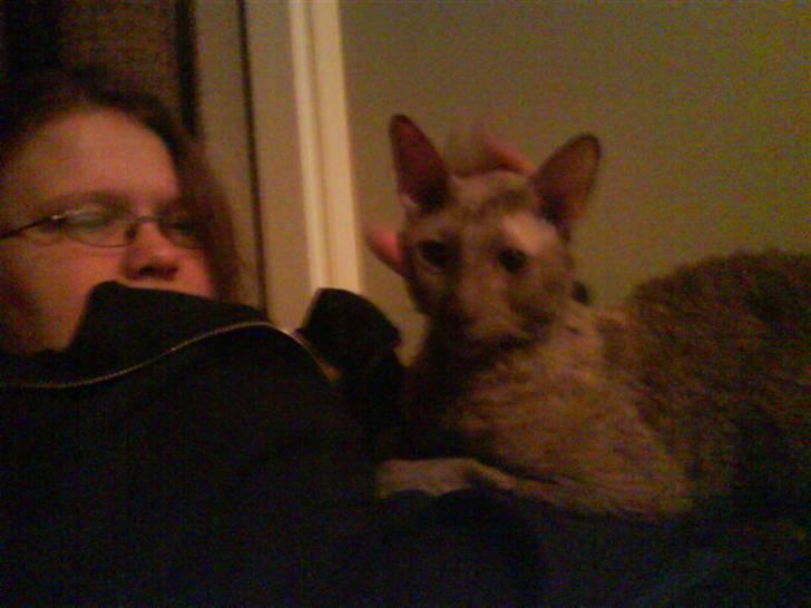 Cornish Rex Bamsekats Anton Berg billede 10