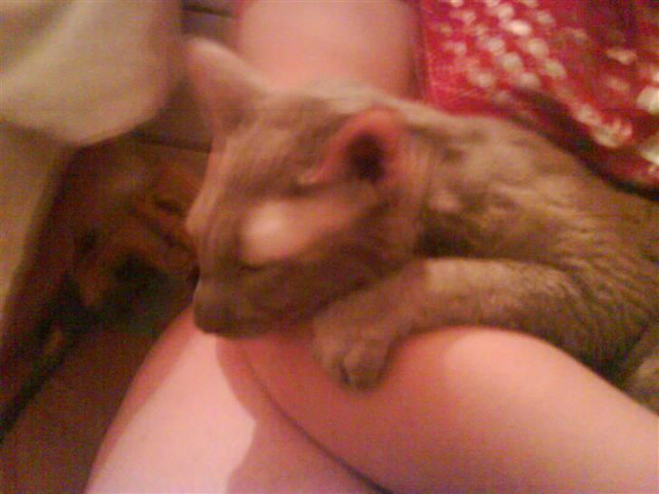 Cornish Rex Bamsekats Anton Berg billede 11