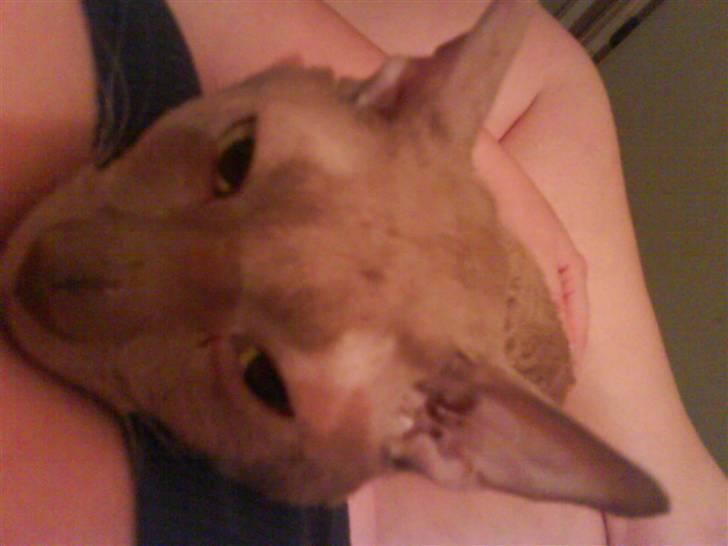 Cornish Rex Bamsekats Anton Berg billede 12