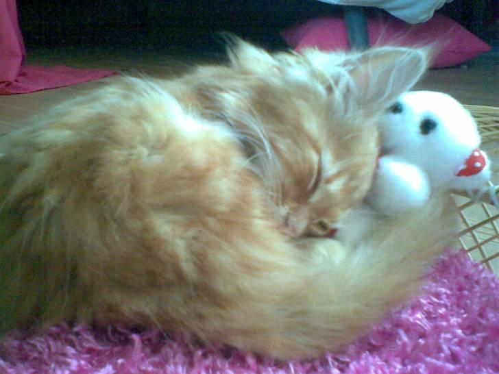 Blanding af racer Kitty <3 - Det er Kitty da vi næsten lige fik den<´3 billede 4