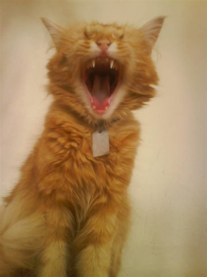 Blanding af racer Kitty <3 - Her ser den rigtig farlig ud, den er lige ved at gabe ;p billede 5