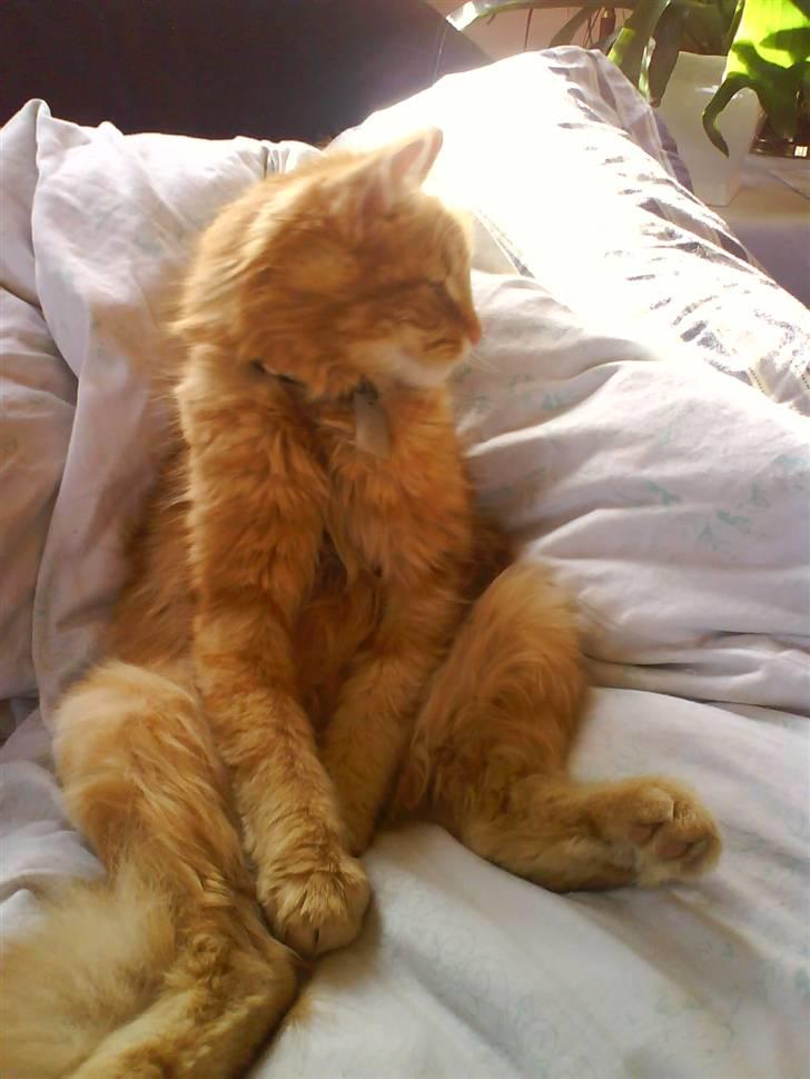 Blanding af racer Kitty <3 - Her ligger min lille skat i min dyne<´3 billede 6