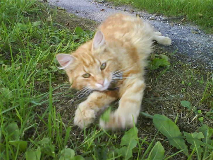 Blanding af racer Kitty <3 - Her ligger den i græsset. billede 7