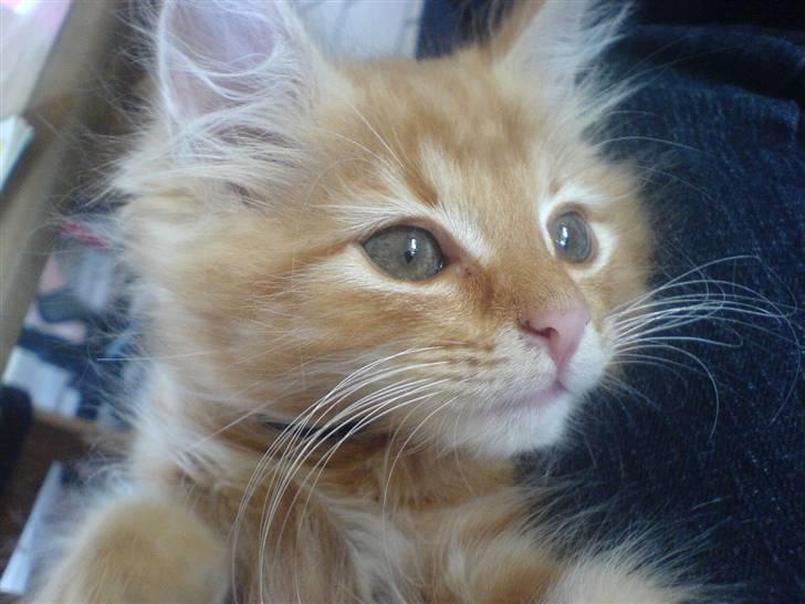 Blanding af racer Kitty <3 - Her er den da vi næsten lige fik den. billede 8