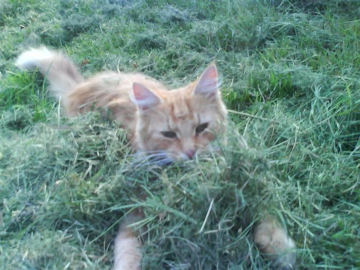 Blanding af racer Kitty <3 - Her er den i det nyslået græs. billede 9