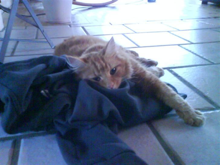 Blanding af racer Kitty <3 - Her ligger den i min fars arbejdstøj. billede 10