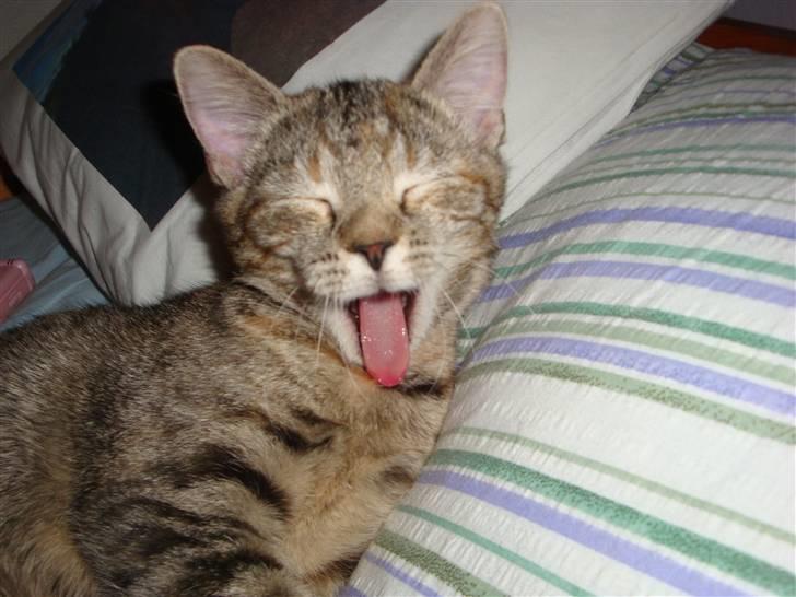 Huskat Sussi - Sussi gaber :) jeg elsker dig minpige. billede 1