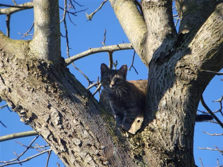 Huskat Sussi - Hun fandt lige pludselig ud af at hun ikke kunne komme ned (; Men Leo kom og reddede hende, det sandt:D billede 3