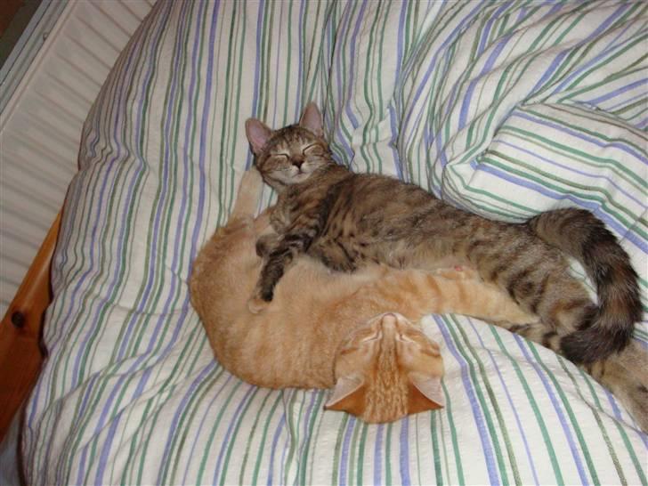 Huskat Sussi - "kan man aldrig få lidt privatliv?" :D billede 4