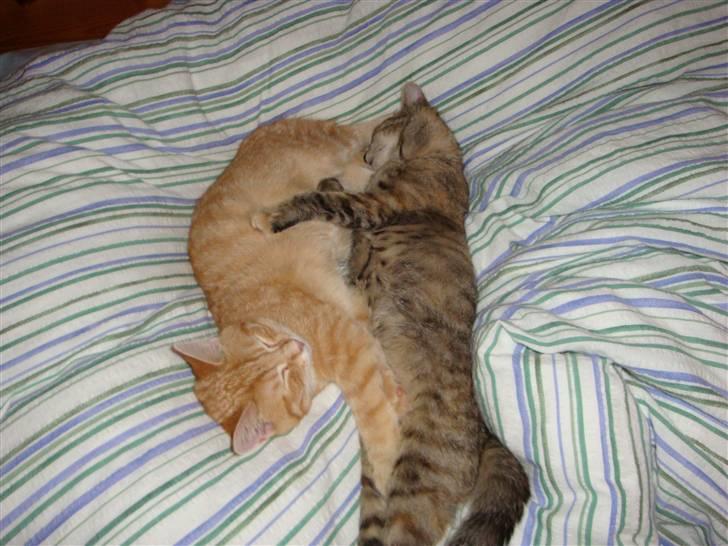 Huskat Sussi - "Vi er kun lidt kærester :I" billede 5