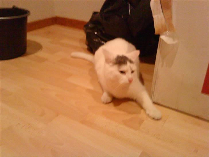 Blanding af racer Missy - Lidt mørkt undskyld.     Men sådan har jeg det altså bedst:) billede 1