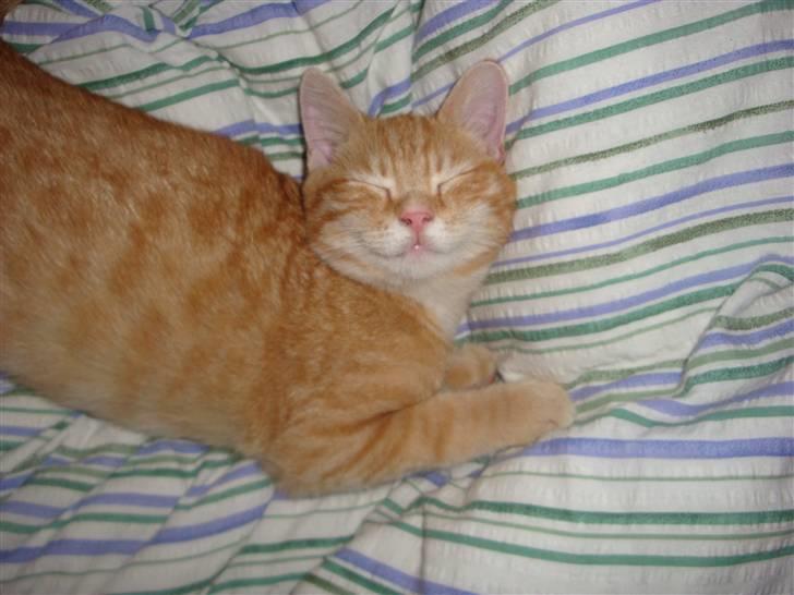 Huskat Leo - Han smiler til verden, og verden smiler igen. jeg elsker dig bette dreng:* billede 1